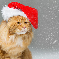 Image showing Big ginger cat in christmas hat