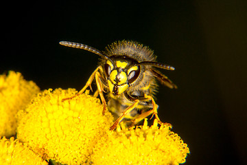 Image showing Wasp portrait