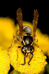 Image showing Black and yellow coloration of a wasp