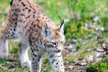 Image showing European Lynx