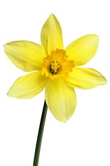 Image showing Daffodil