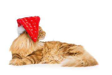 Image showing Big ginger cat in christmas hat