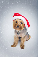 Image showing Yorkshire terrier dog in christmas cap