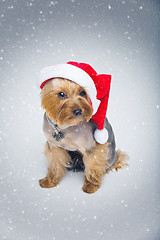 Image showing Yorkshire terrier dog in christmas cap