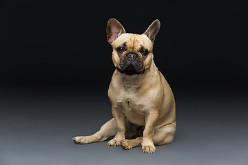 Image showing Beautiful french bulldog dog