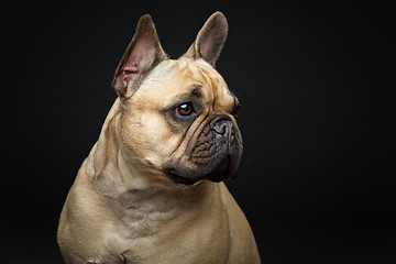 Image showing Beautiful french bulldog dog