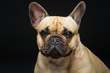 Image showing Beautiful french bulldog dog