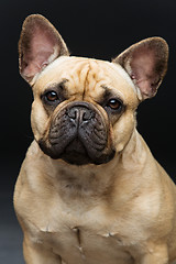 Image showing Beautiful french bulldog dog