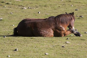 Image showing resting