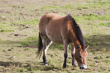 Image showing gotland pony