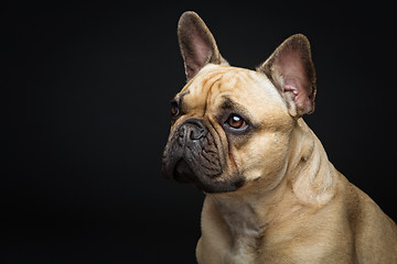 Image showing Beautiful french bulldog dog