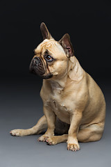 Image showing Beautiful french bulldog dog