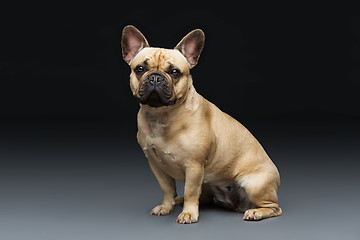 Image showing Beautiful french bulldog dog