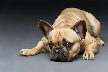 Image showing Beautiful french bulldog dog