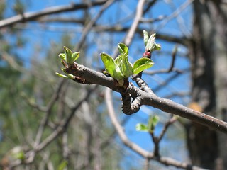 Image showing Apple Tree Bud
