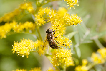 Image showing hover fly on yellow flower