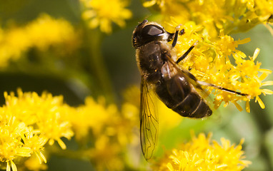 Image showing hover fly