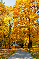 Image showing Autumn  in park