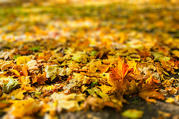 Image showing Autumn leaves in park
