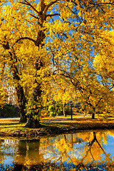 Image showing Autumn  in park