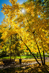 Image showing Autumn  in park