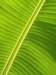 Image showing Palm-tree leaf background.