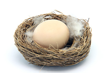 Image showing brown egg in nest with feathers