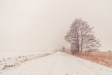 Image showing Lonely tree by the road in the winter