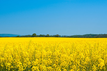 Image showing Landscape with a rapeseed field