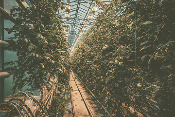 Image showing Greenery with tomato plants