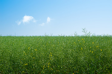 Image showing Green canola plants on a meadow