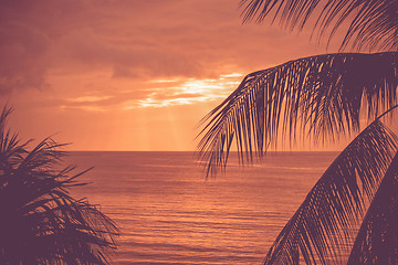 Image showing Tropical sunset with exotic palm trees