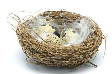 Image showing three small eggs in nest