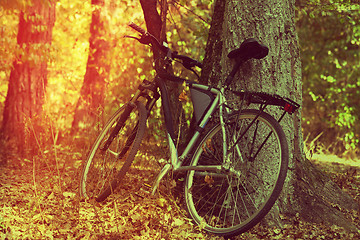 Image showing Bicycle in autumn forest 