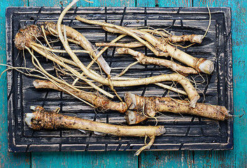 Image showing roots of plant horseradish