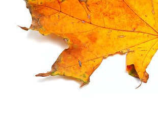 Image showing Part of autumn dried maple-leaf