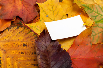 Image showing Autumn multicolor leafs with empty price card