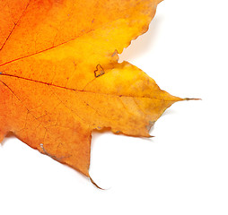 Image showing Piece of autumn yellow maple-leaf