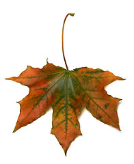 Image showing Autumn multicolor maple-leaf