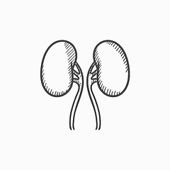 Image showing Kidney sketch icon.