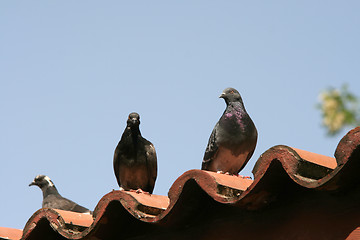 Image showing doves on roof