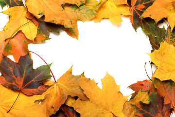 Image showing Autumn multicolor maple leafs