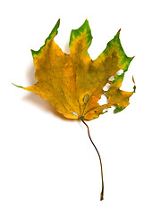 Image showing Autumn dry multicolor maple leaf with holes