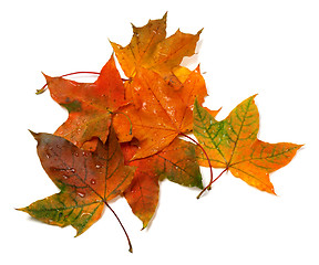 Image showing Wet autumn multicolor maple-leafs with water drops