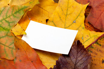 Image showing Autumn multicolor leafs with empty price card