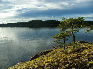 Image showing Pine trees, Alsen / Askersund coast