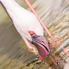 Image showing Pink flamingo is drinking - Selective focus