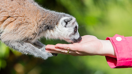 Image showing Lemur with human hand - Selective focus