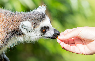 Image showing Lemur with human hand - Selective focus