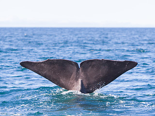 Image showing Tail of a Sperm Whale diving